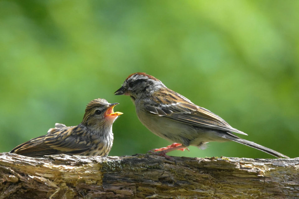 Chipping Sparrow in the woods+