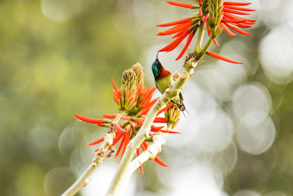 Ecological Value of Hummingbirds