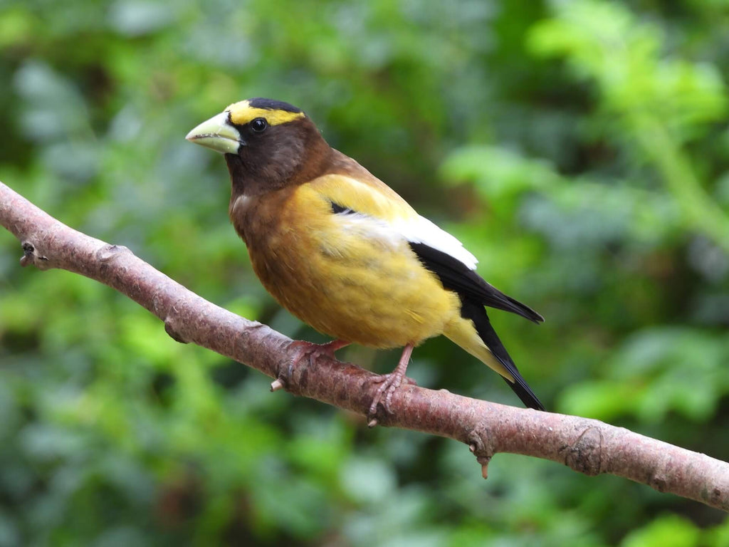 Evening Grosbeak