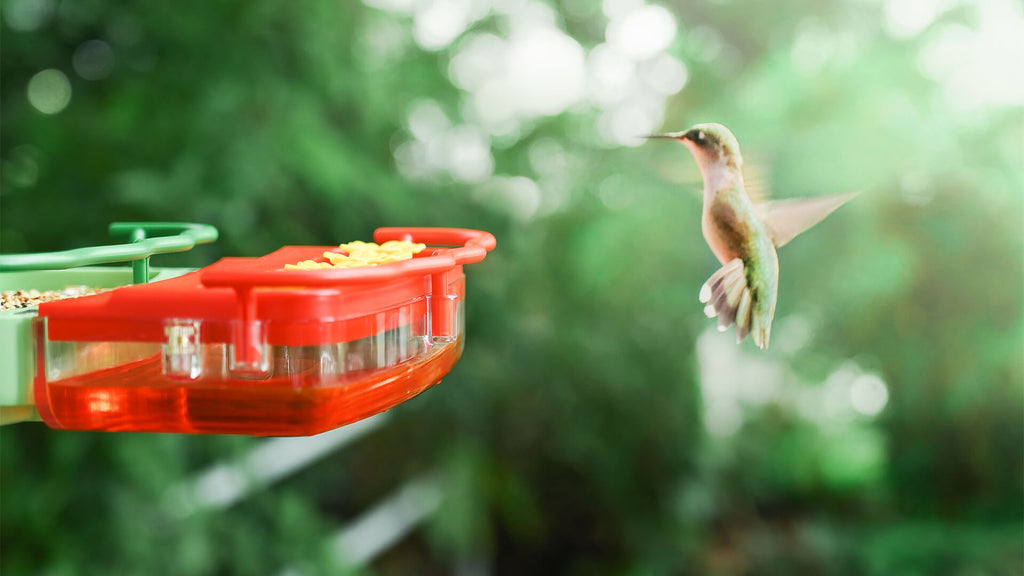 How to Attract Hummingbirds to Your Balcony or Yard