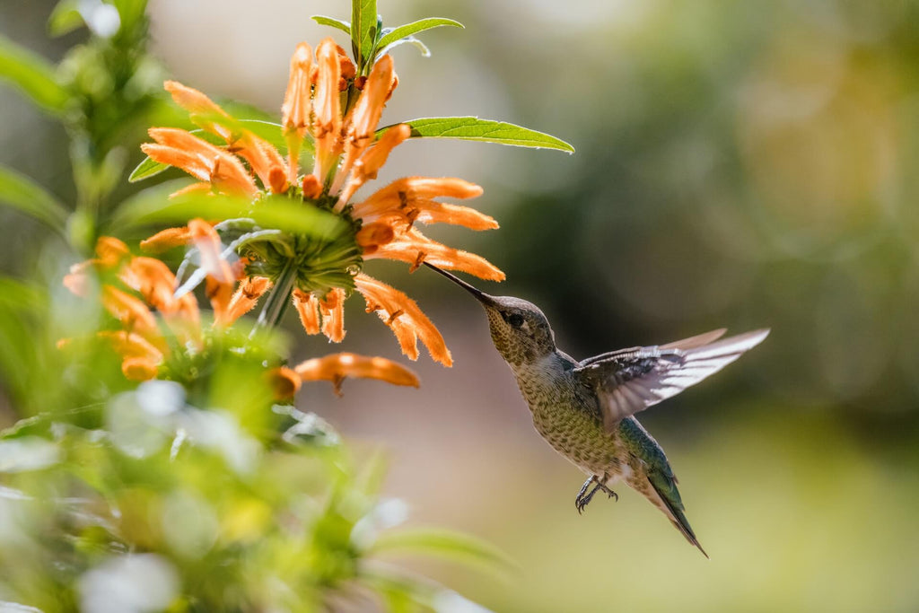 How to Attract Hummingbirds to Your Yard or Garden