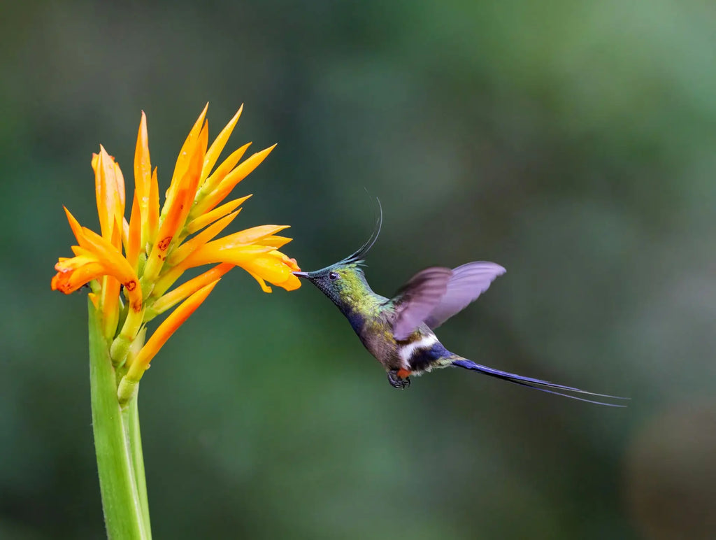Hummingbird Habits