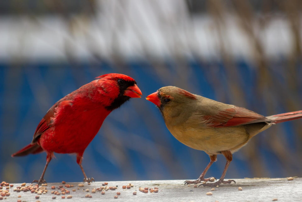 Males and Females Working Together