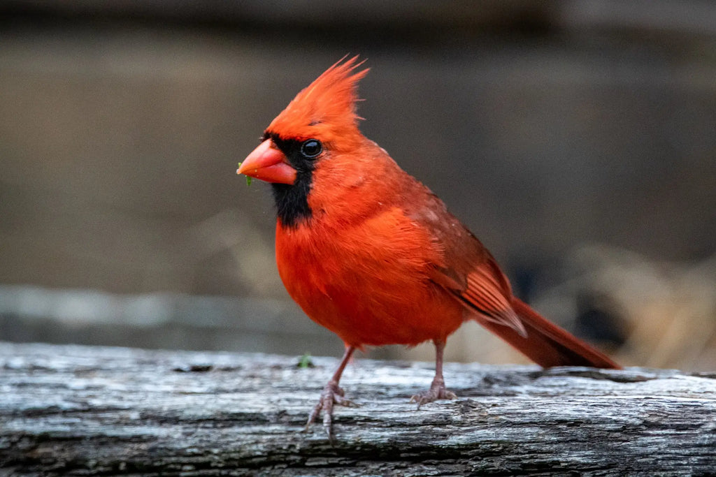 Identification Northern Cardinal