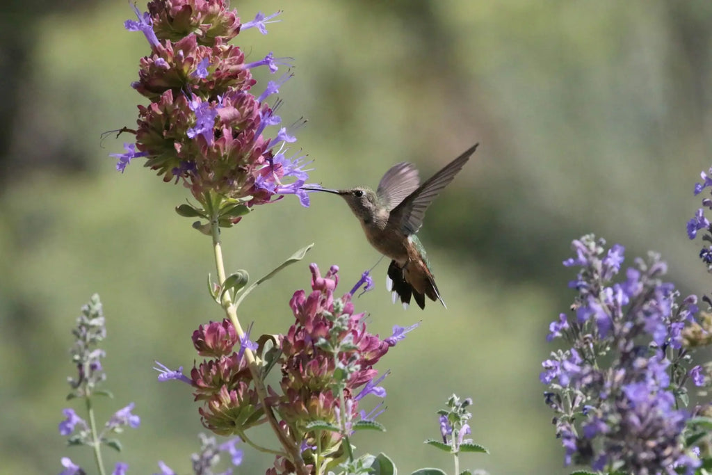 Strategies for Hummingbird Conservation