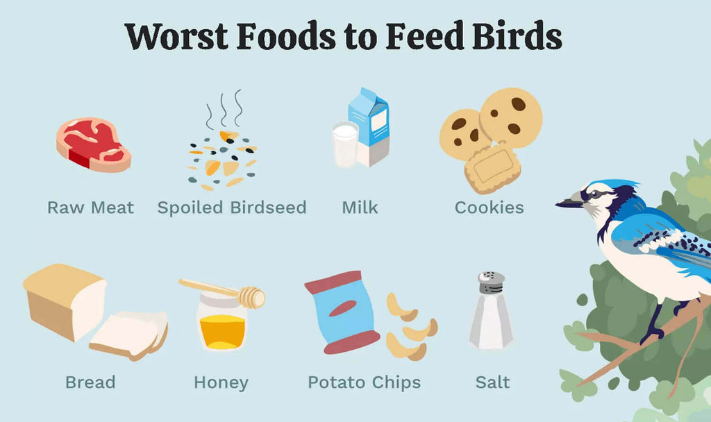 The worst foods for baby birds