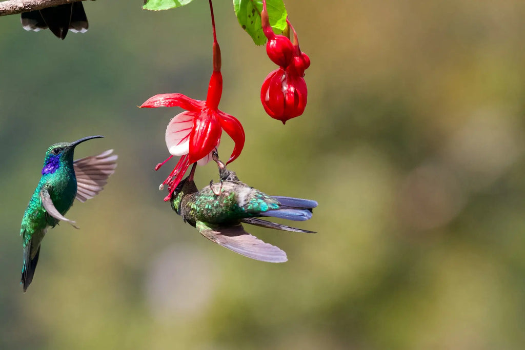 The Migration Journey of Hummingbirds