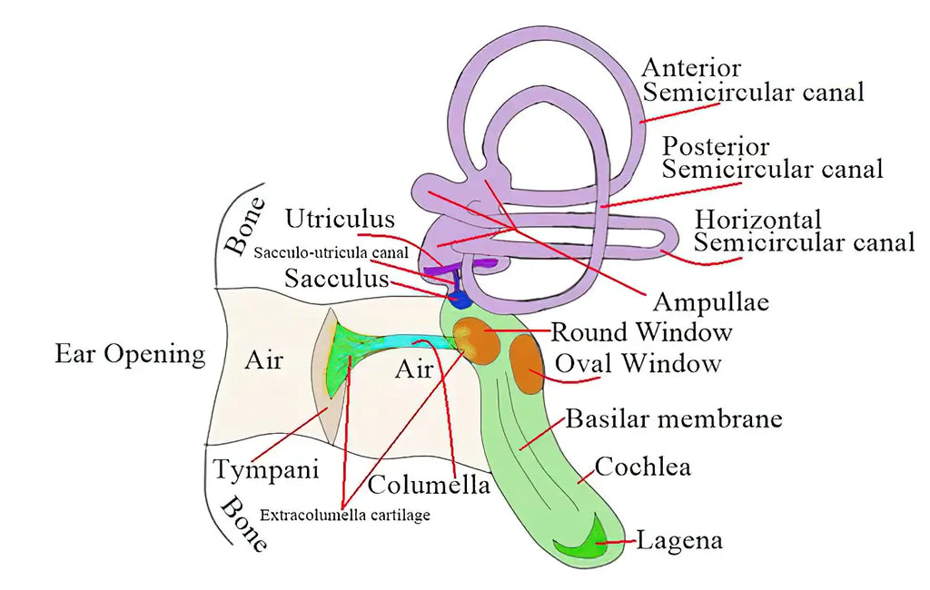 The bird's auditory system