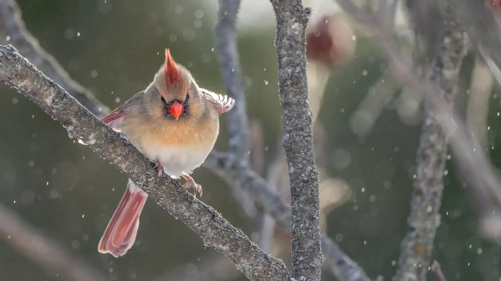 What do birds do in winter