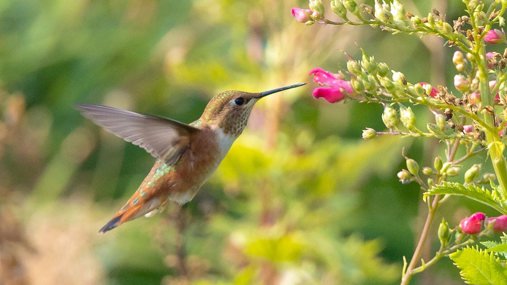 When does the hummingbird show up