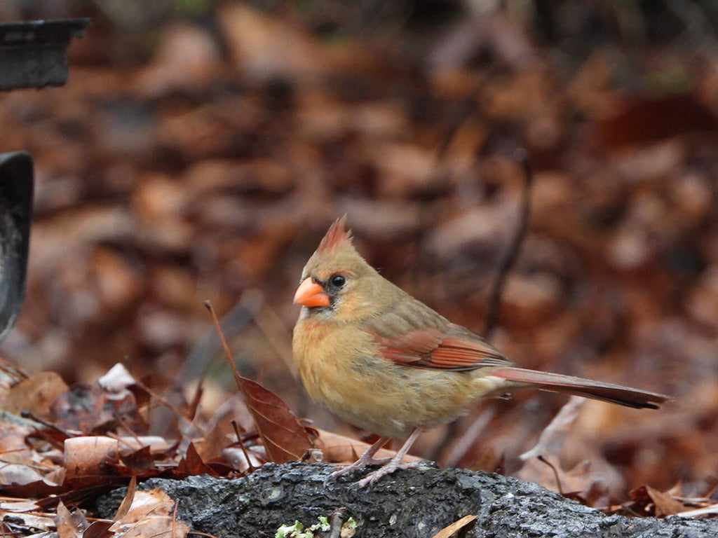 Why Are Female Cardinals Brown