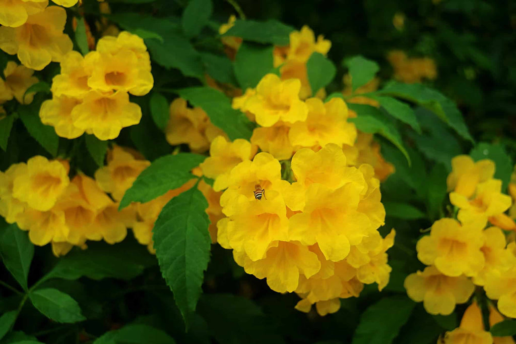 Yellow Trumpetbush (Tecoma stans)