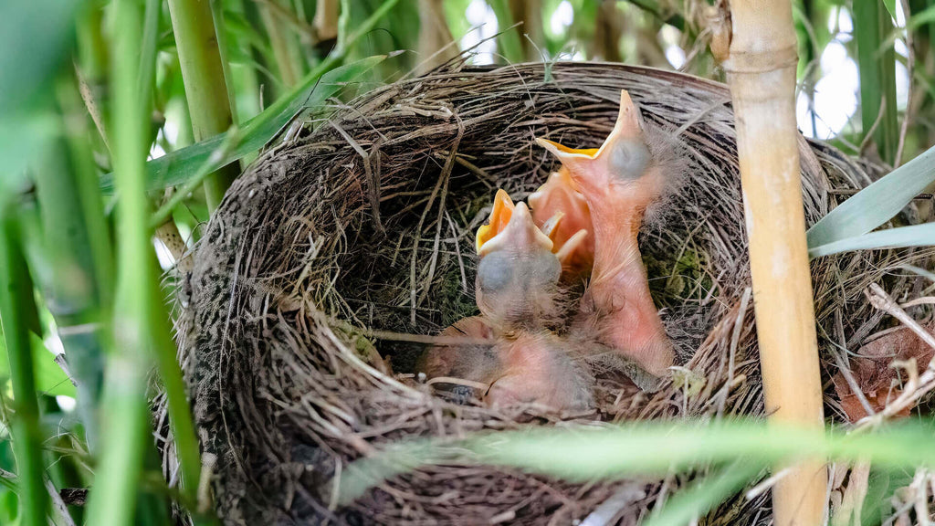 The baby birds to be fed