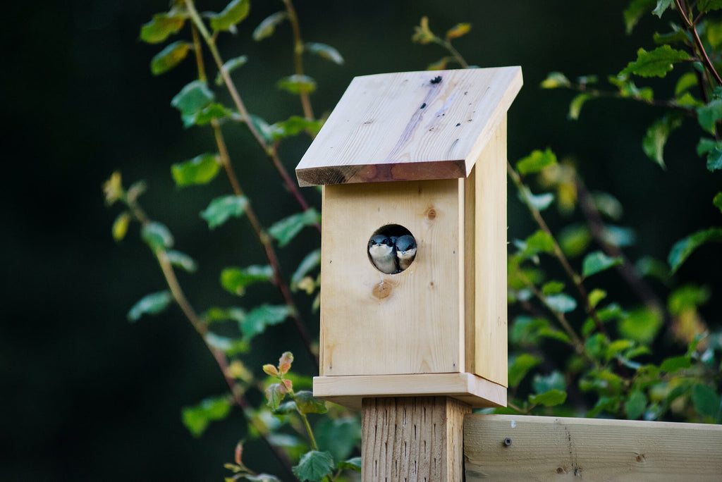 bird house or nest box