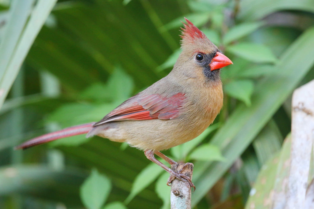 How to Identify Female Cardinal at Your Feeder