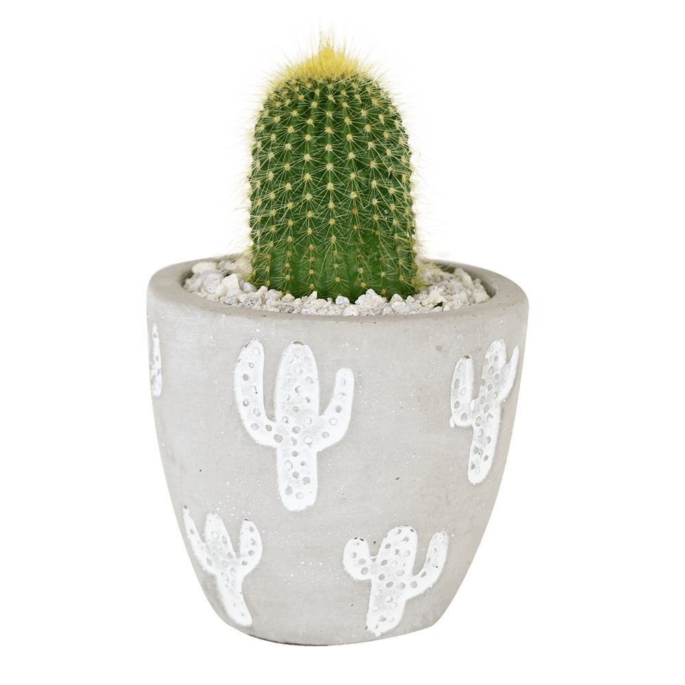 knijpen gemeenschap Melancholie Cactus Pot — Tafony