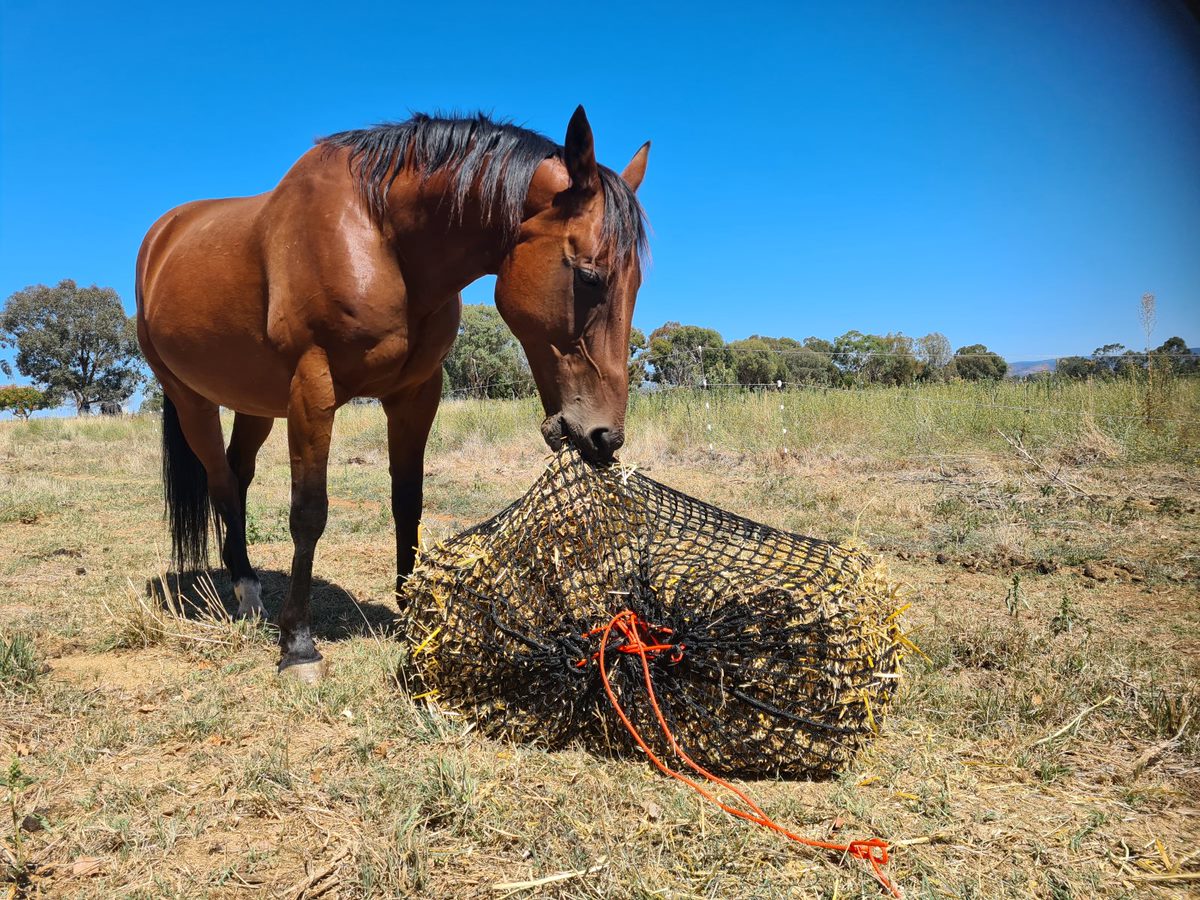 Knotless Hay Nets - Large - GutzBusta Slow Feed Hay Nets product image