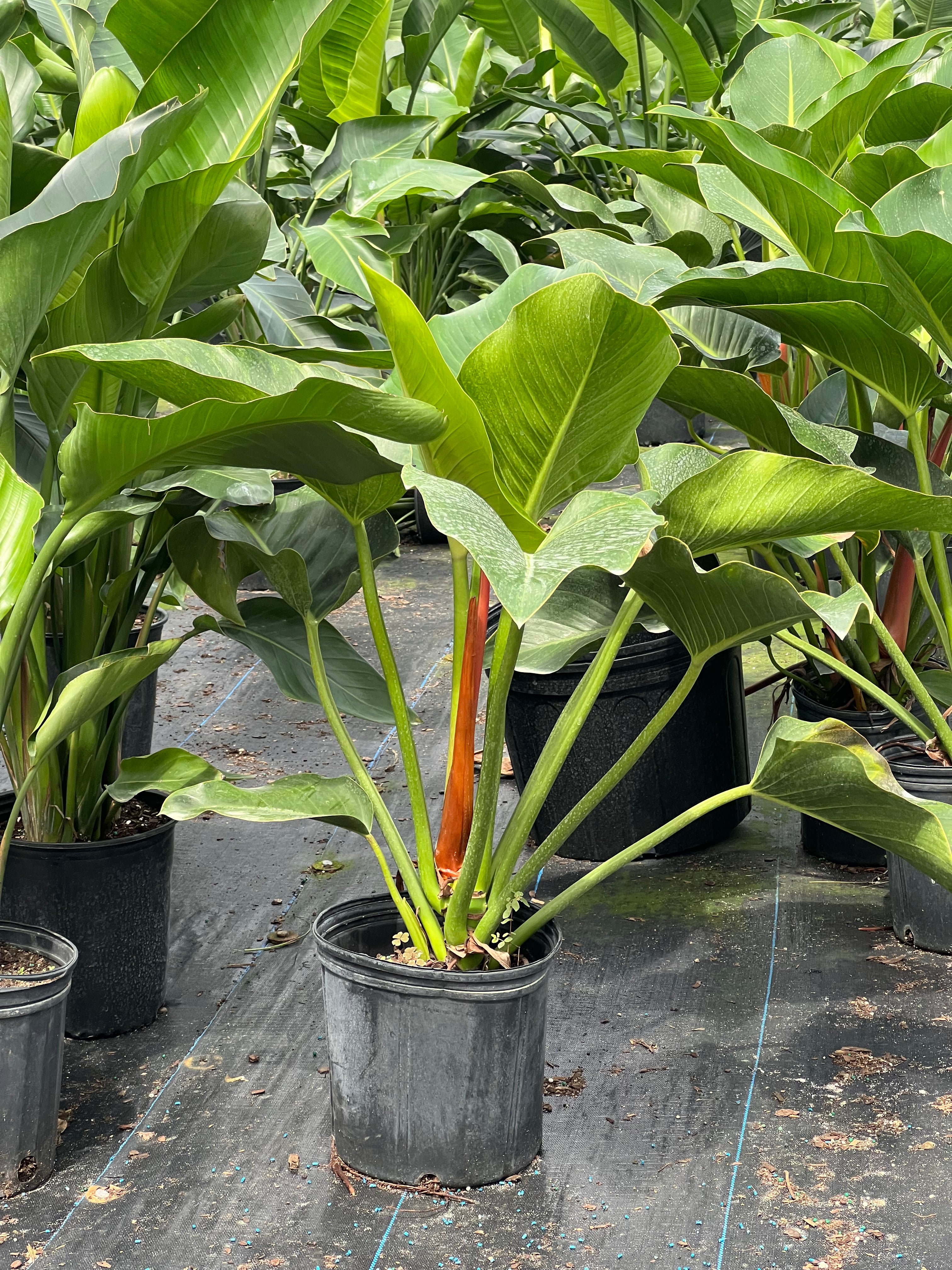 Green Congo (Philodendron Burle Marx)