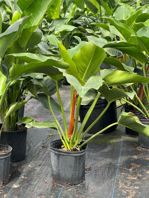 Green Congo (Philodendron Burle Marx) - Plantology USA