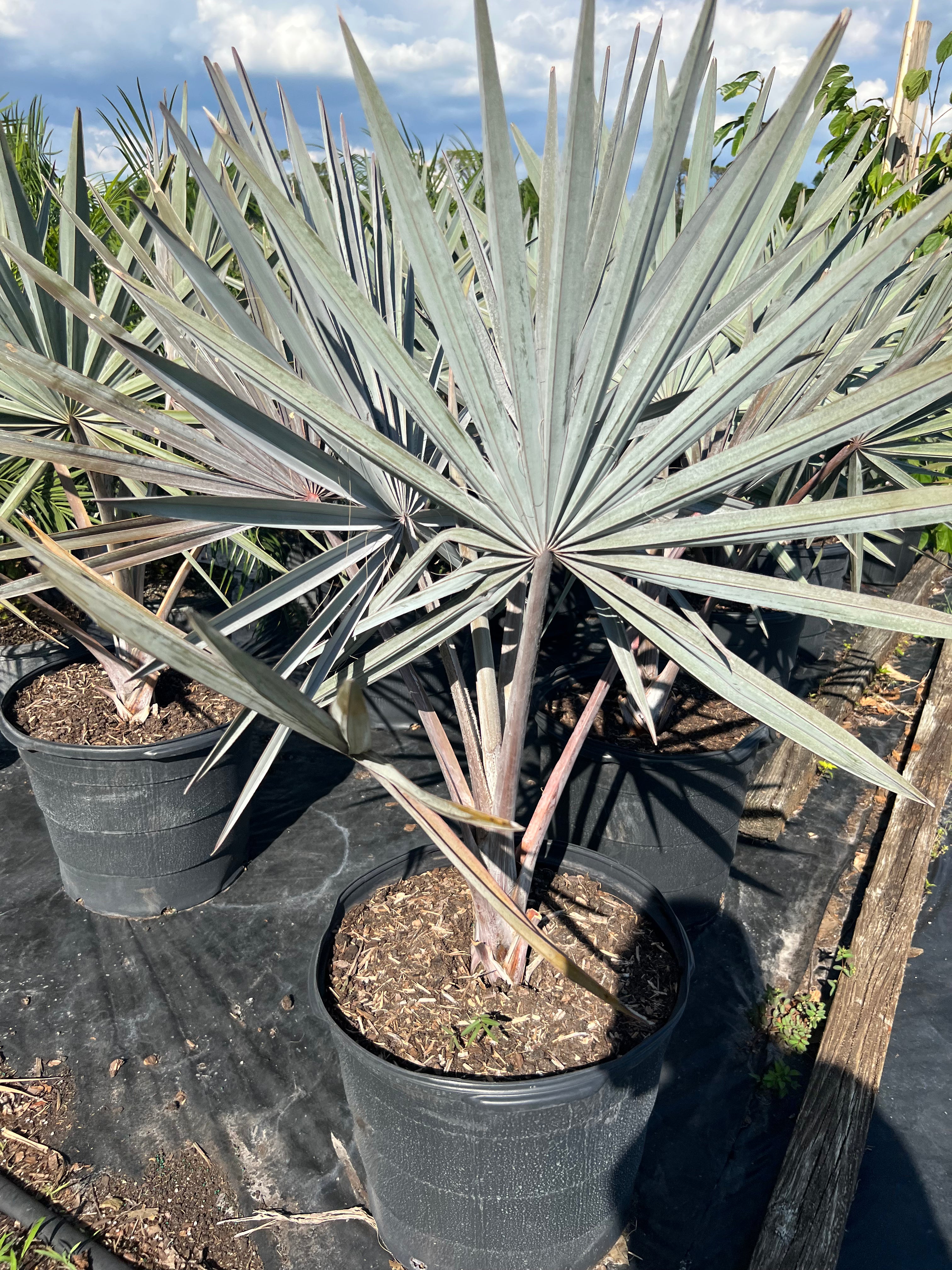 Bismarack Palm (Bismarckia nobilis)