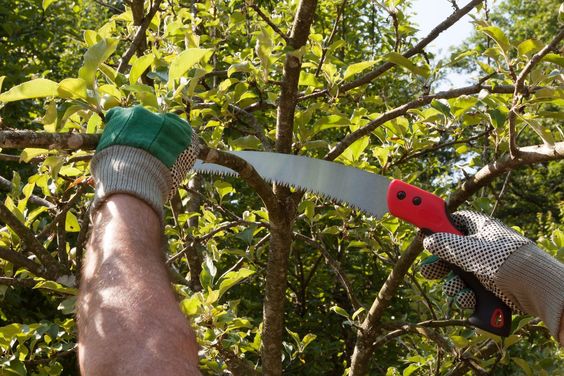 Pruning saw: