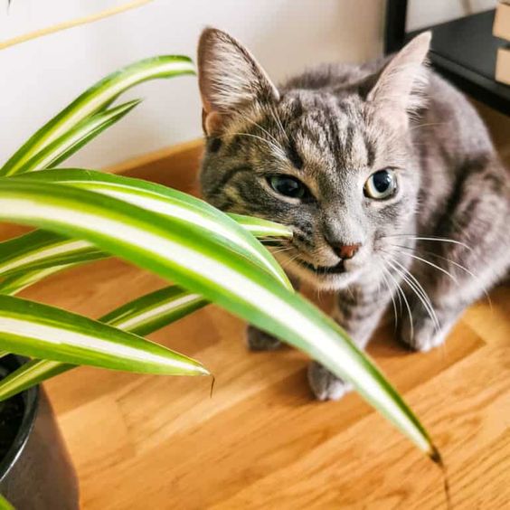 Spider plants