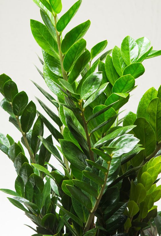 ZZ Plant (Zamioculcas Zamiifolia)