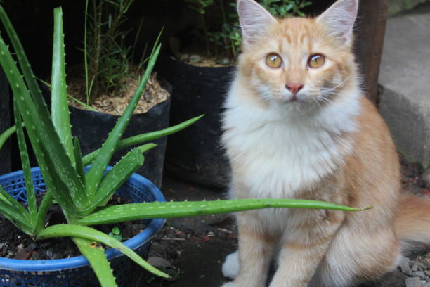 Aloe Plants: Toxic to Cats?