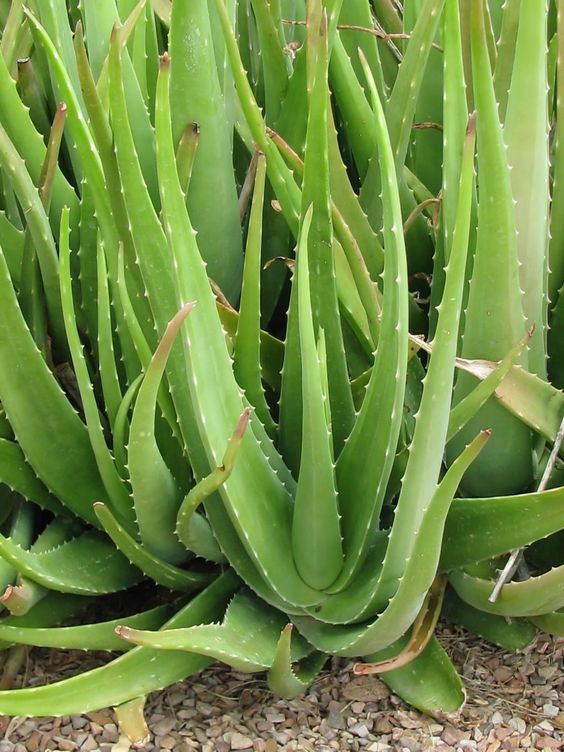 Toxic Properties of Aloe Plants