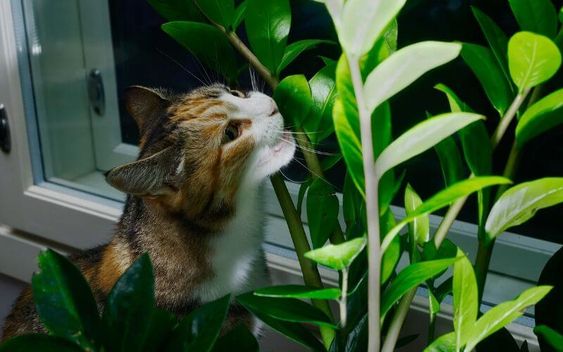 ZZ plants and a cat