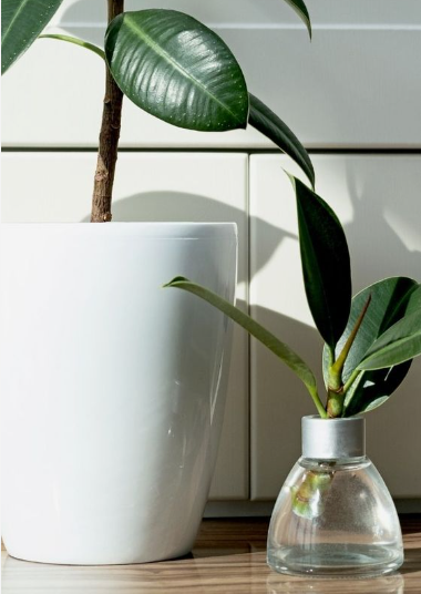 Watering Rubber Plant
