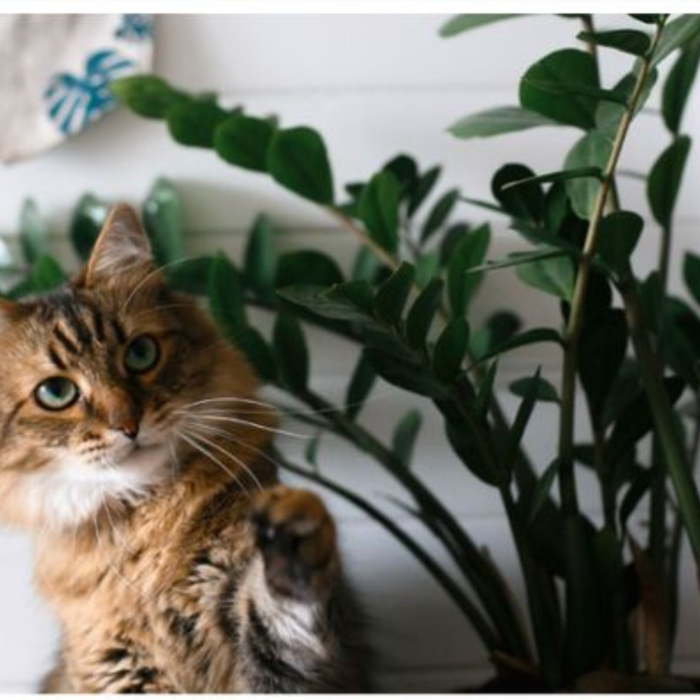 What to do if a cat is exposed to ZZ plants