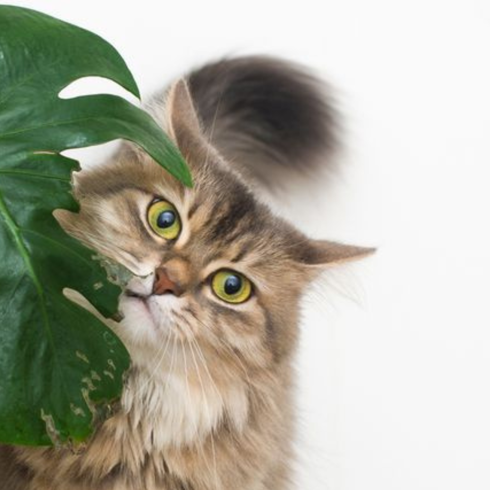 Preventing Toxicity and Protecting Cats