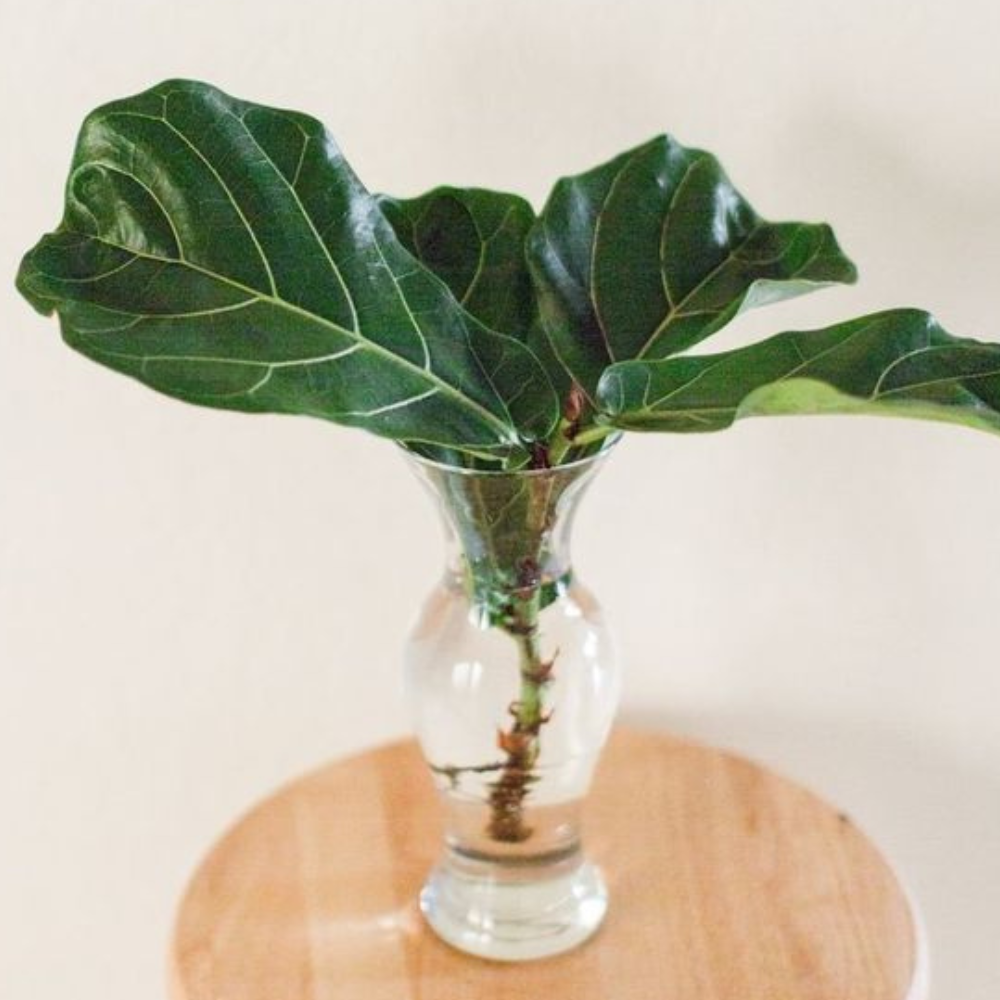 Caring for a Newly Pruned Fiddle Leaf Fig