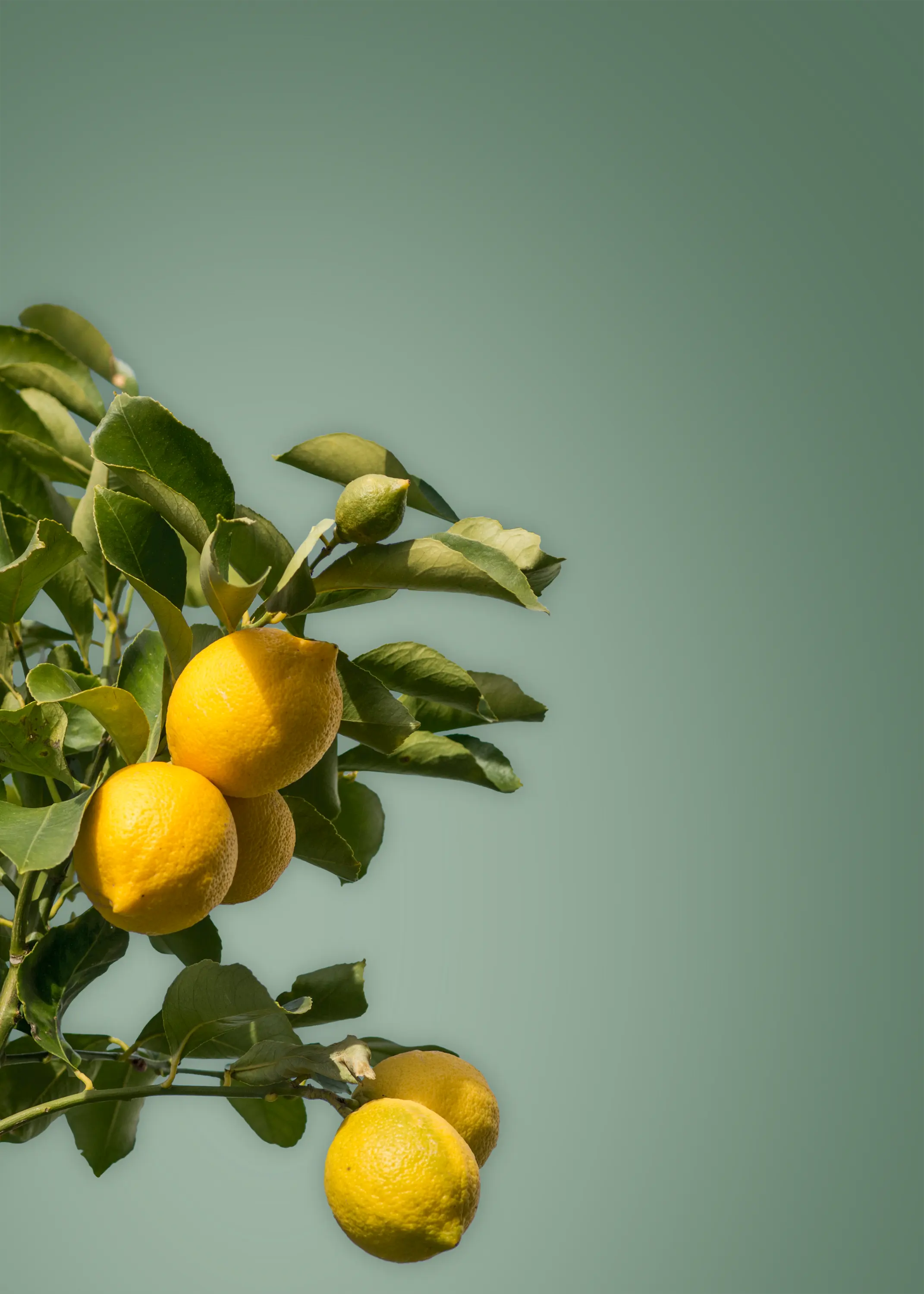 Fruit Trees