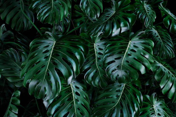 Monstera