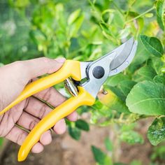 Tools Needed for Pruning