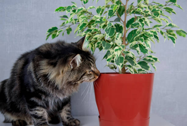 Common houseplants toxic to cats