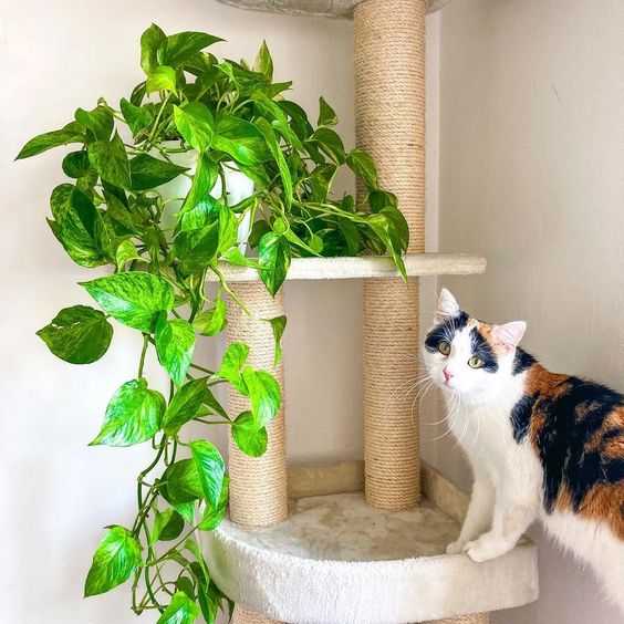 What to Do if Your Cat Is Exposed to Golden Pothos