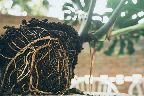 Overwatering and Root Rot