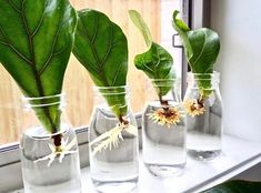Repot Your Fiddle Leaf Fig
