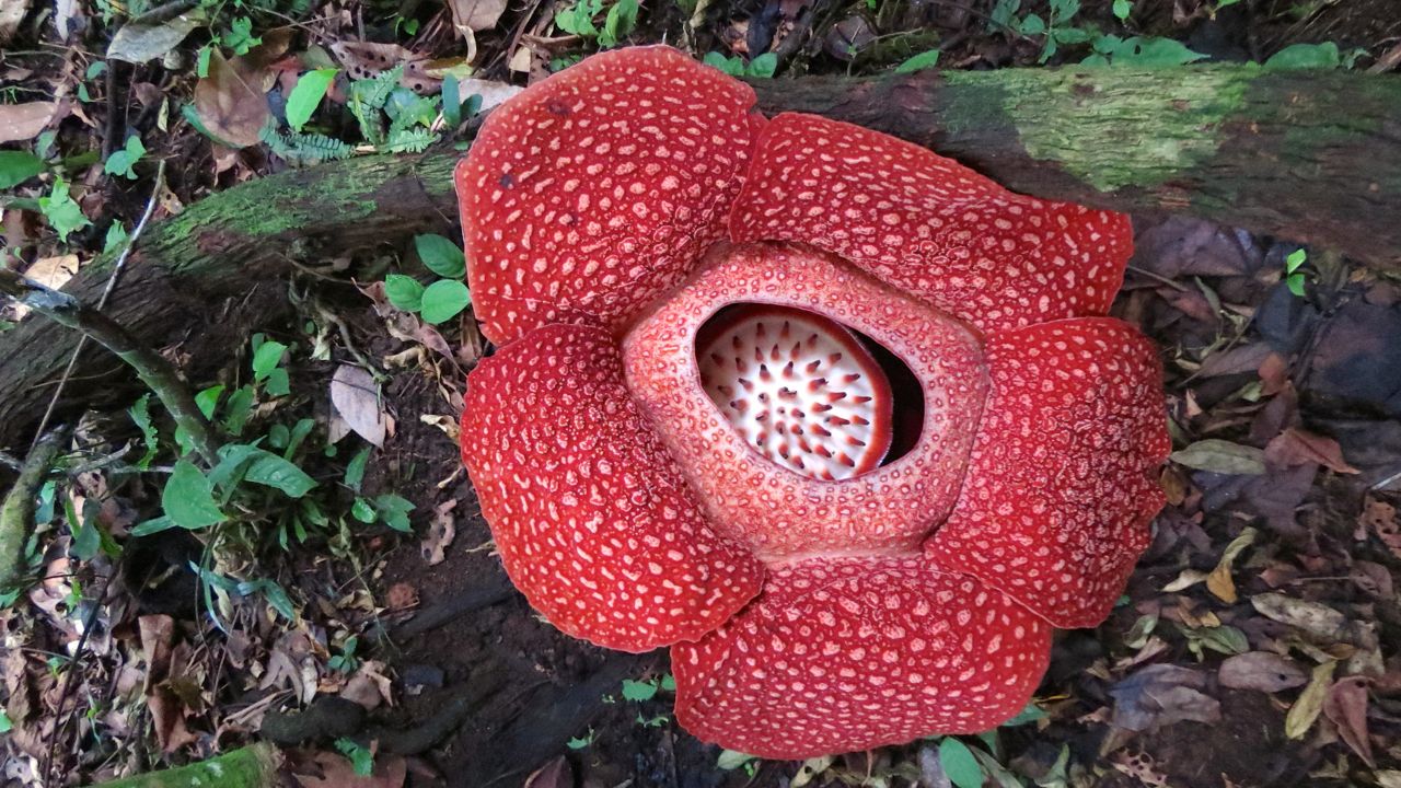 Bunga Rafflesia Arnoldii Nama nama Bunga di Indonesia yang Sangat Langka