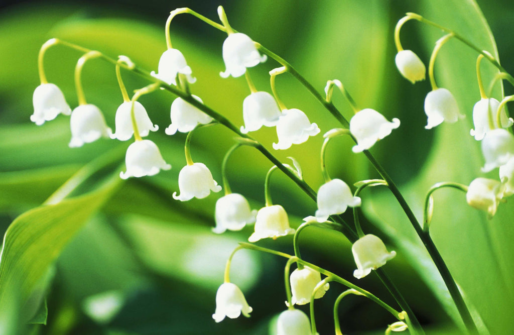 selamat hari buruh | lily of the valley