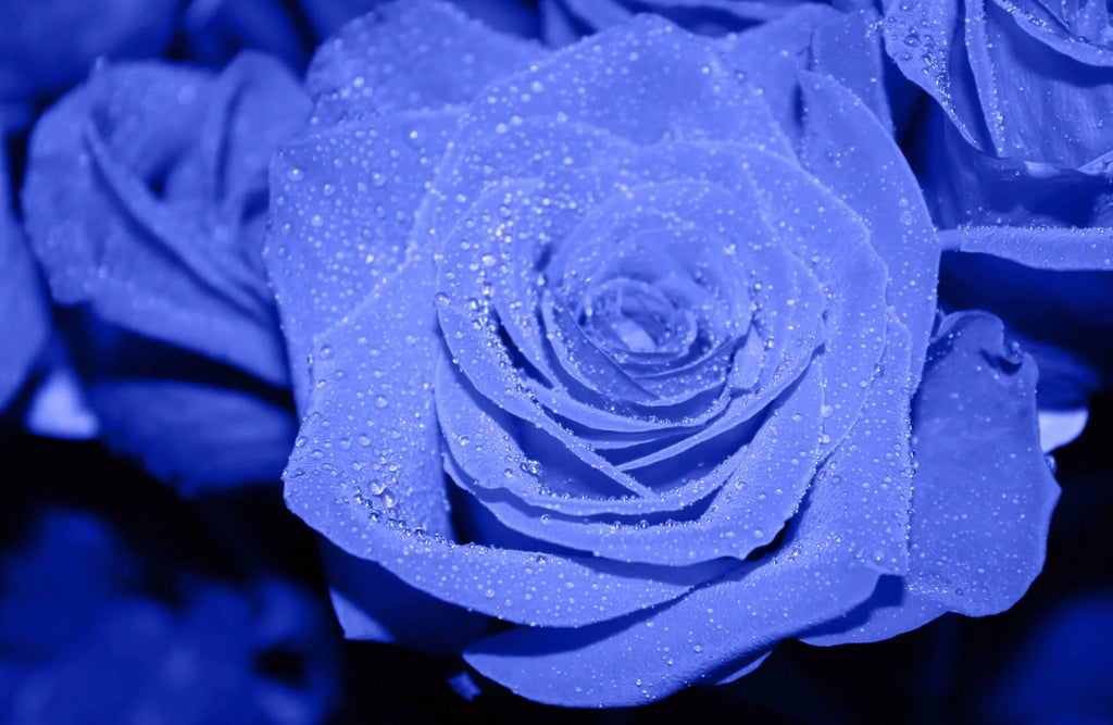 arti bunga mawar biru