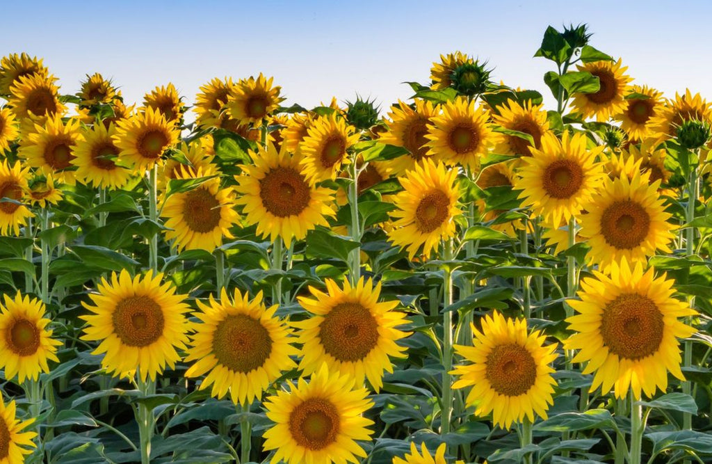 selamat hari buruh | bunga matahari