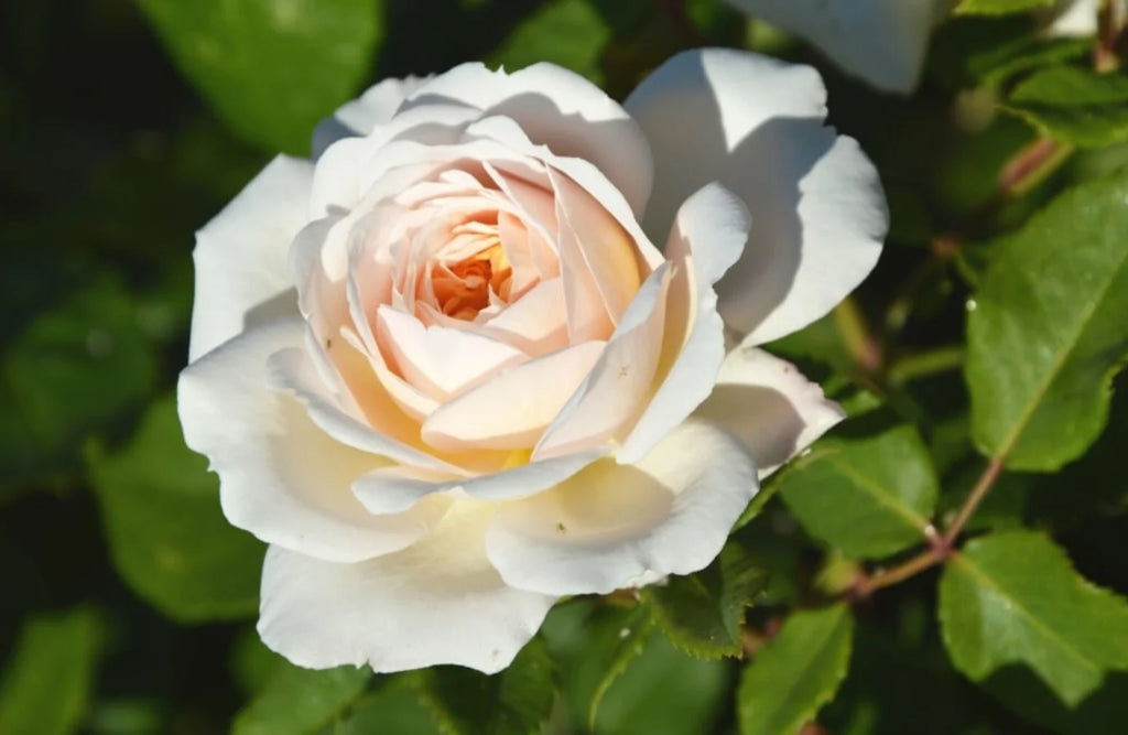 selamat hari buruh | mawar putih