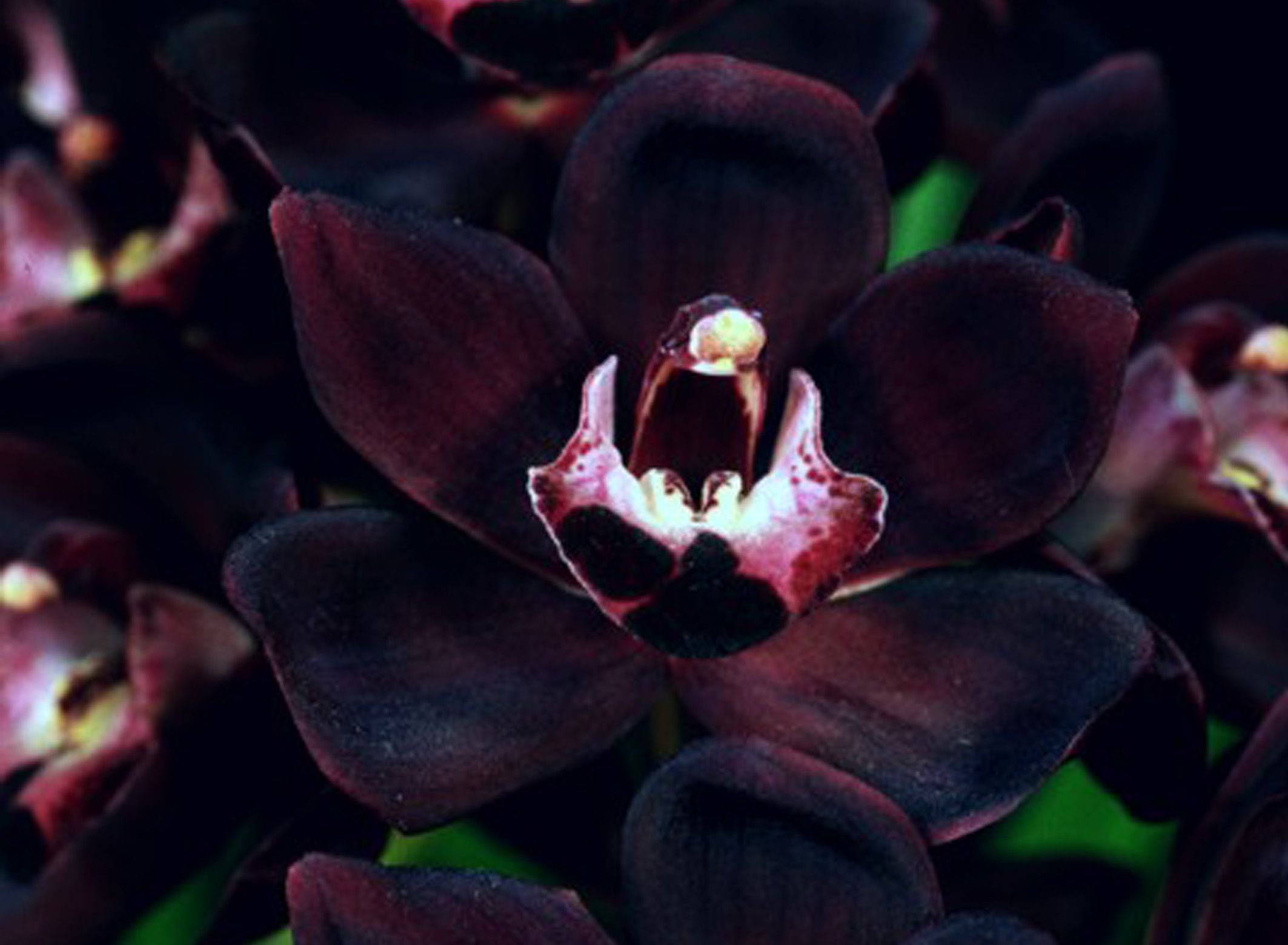 Nama nama Bunga di Indonesia yang Sangat LangkaAnggrek Hitam Papua (Grammatophyllum speciosum)