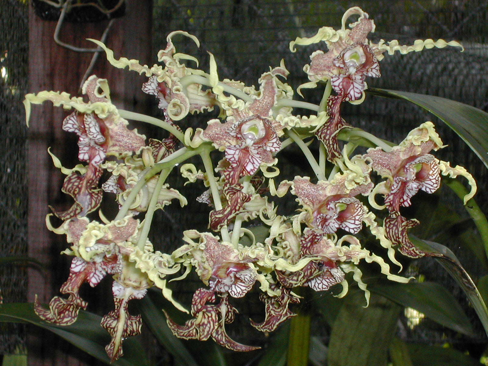 Anggrek Kribo (Dendrobium spectabile)