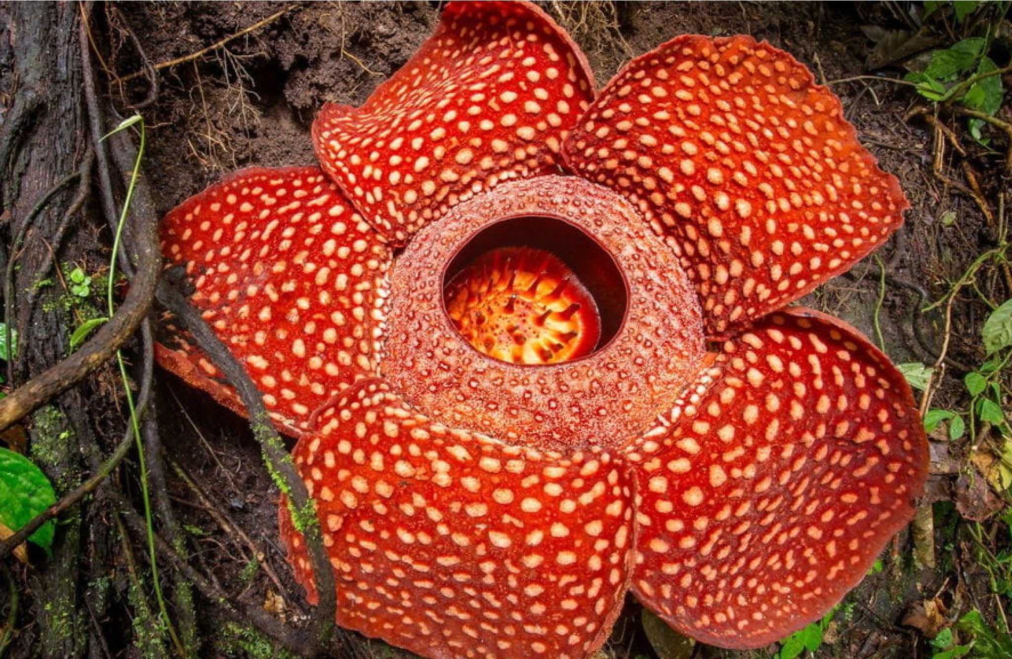bunga eksotis indonesia
