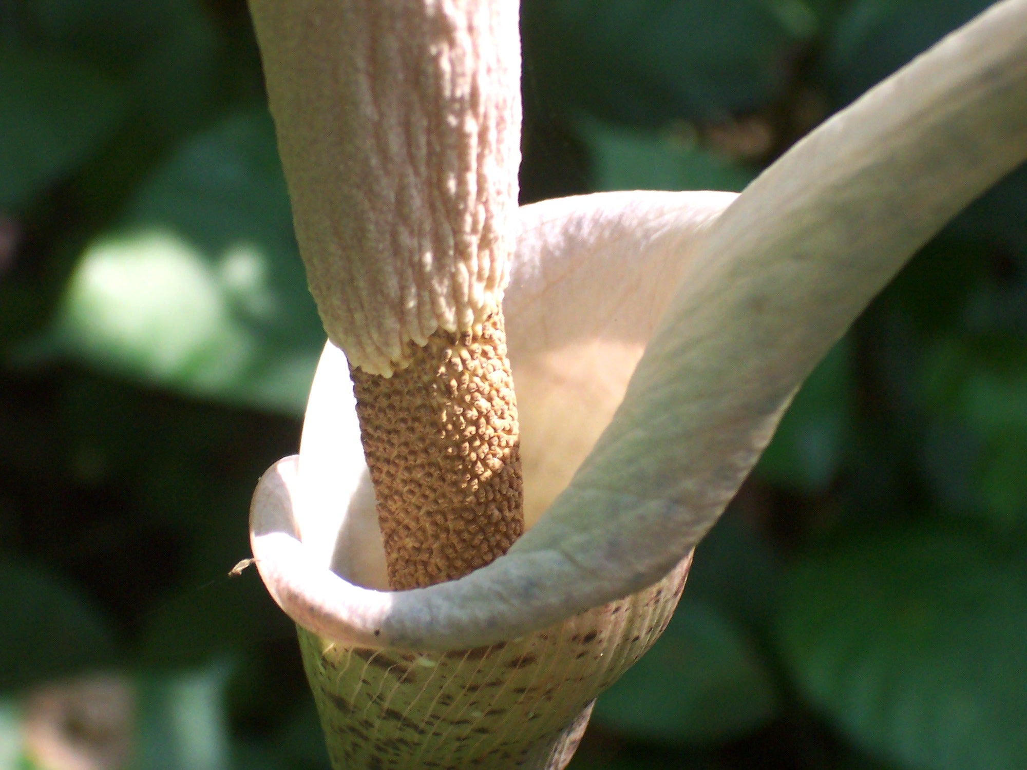 Komodo Dragon (Amorphophallus variabilis)